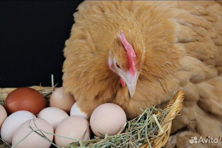 Инкубационное яйцо