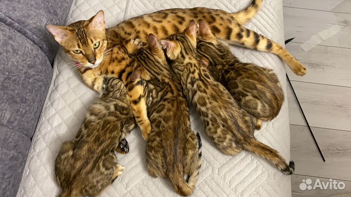 Бенгальские котята