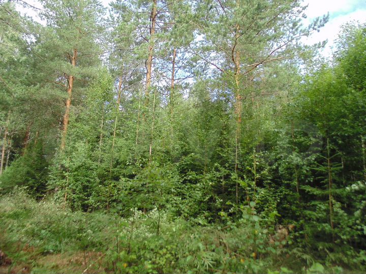 Участок 20 сот. (СНТ, ДНП)