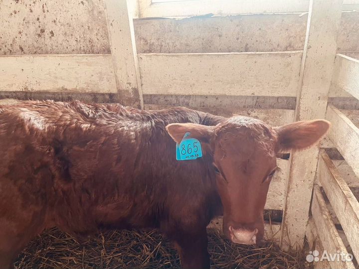 Телята телки бычки бесплатная доставка до двора