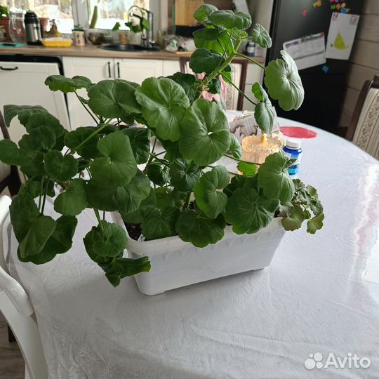 Пеларгония в ящиках