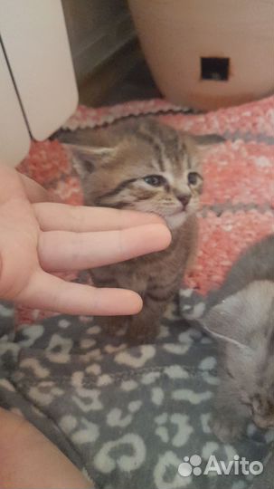 Шотландская вислоухая серебристая шиншилла