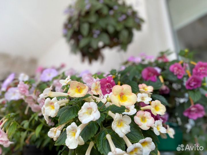 Ризомы ахименесов