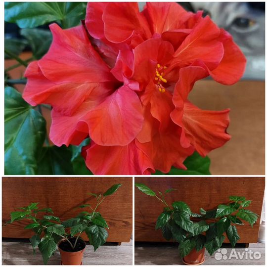 Гибискус махровый