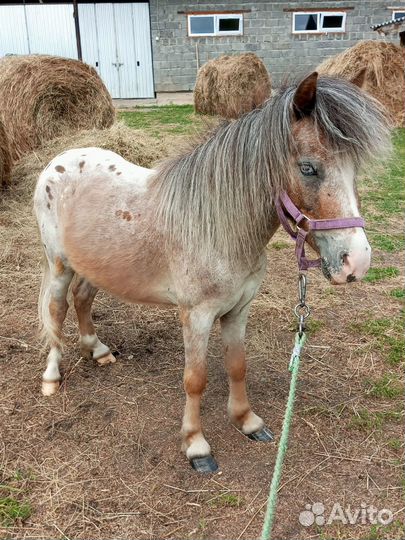 Пони, лошади