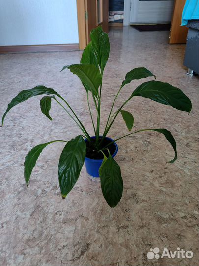 Спатифилум