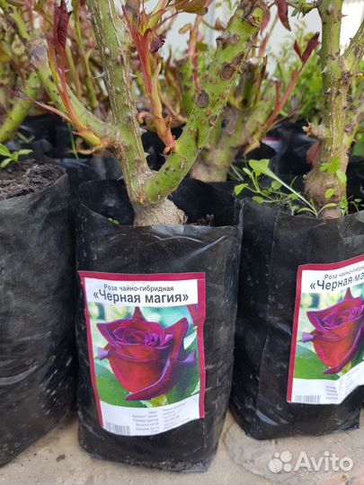 Роза черная магия