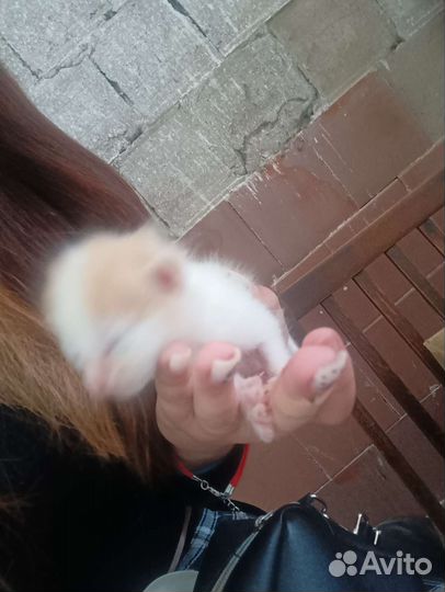 Котята мальчики на бронь