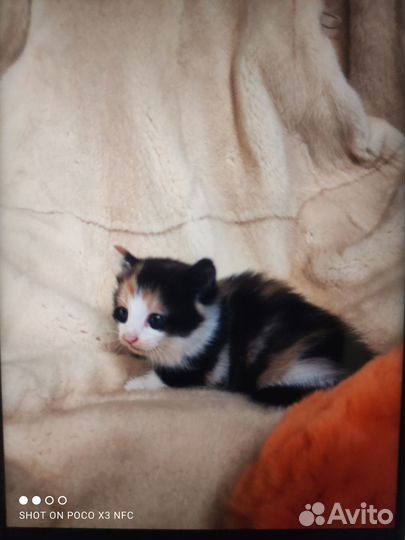 Кошки
