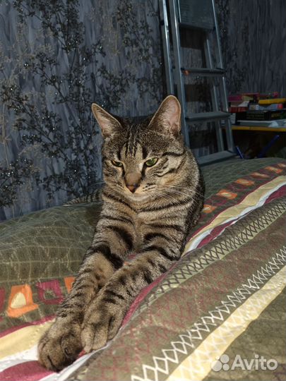 Кот для случки