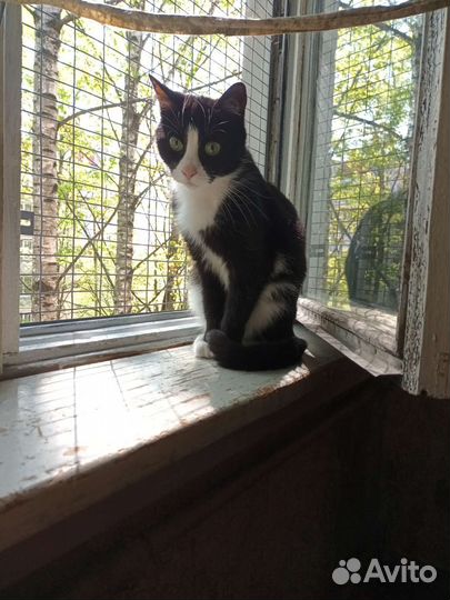 Кошка бесплатно