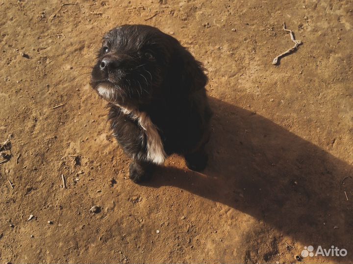 Русский спаниель