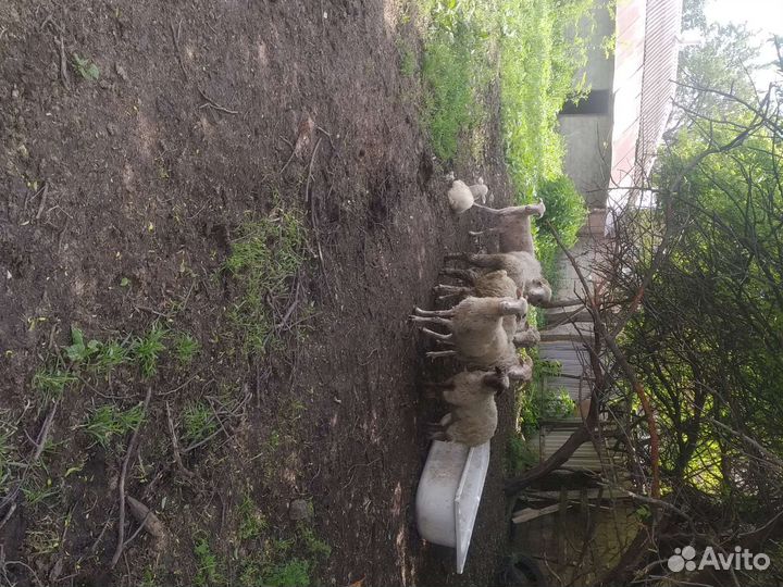 Овцы бараны