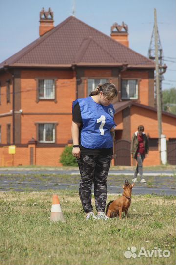Кинолог для собак разных пород