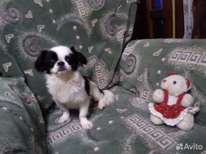Японский Хин