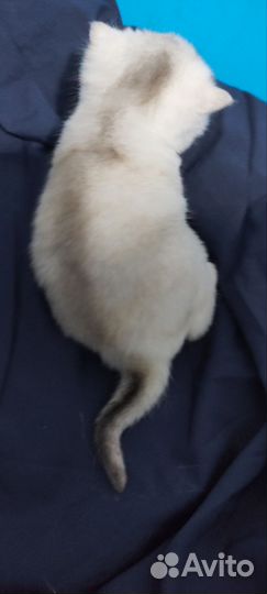 Котята Шотландской породы