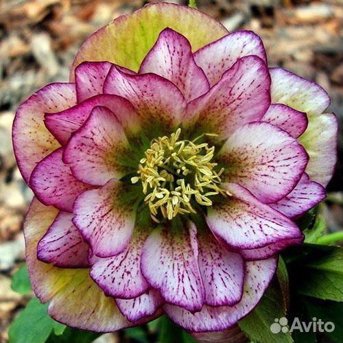 Морозники махровые