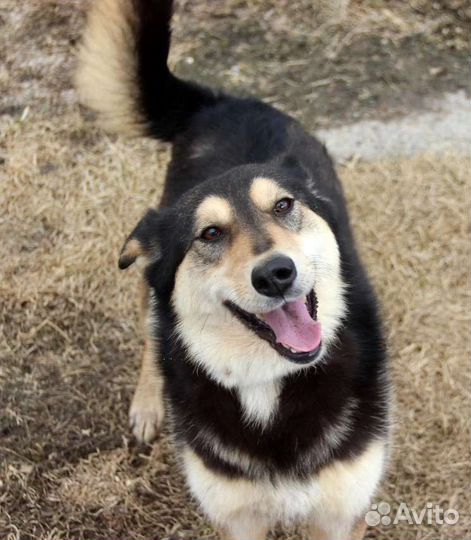 Собака Ляся