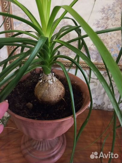 Комнатные растения. Ноллина