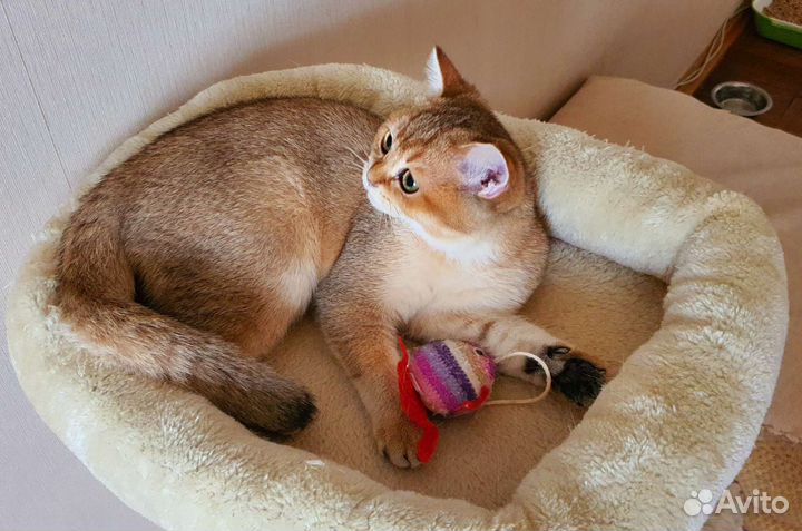 Британская золотая шиншилла