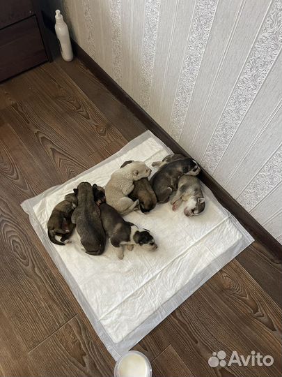 Собаки хаски щенки в добрые руки