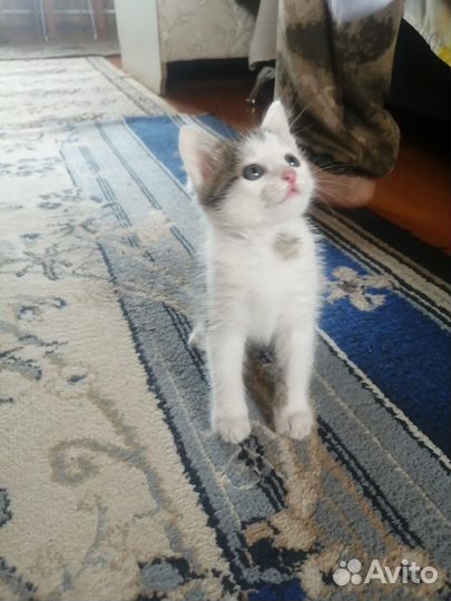 Сибирская кошка