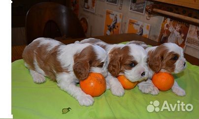 Кавалер кинг чарльз спаниель