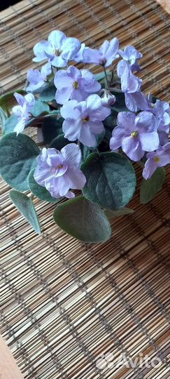 Цветущие фиалки