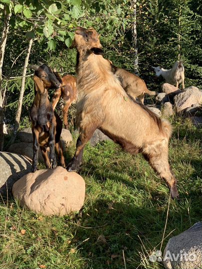 Овцы бараны ягнята