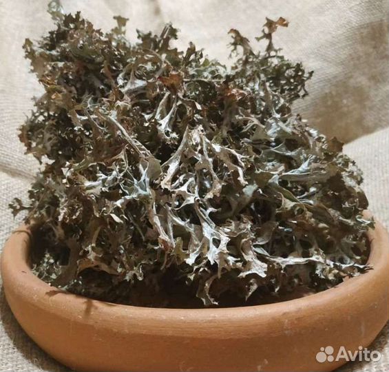 Исландский мох