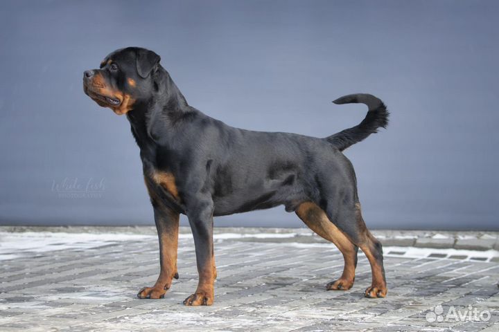 Вязка ротвейлера