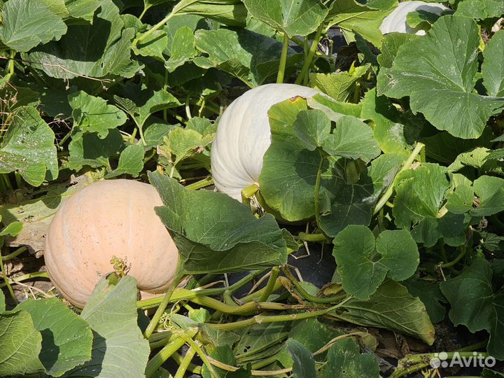 Тыква 4 сорта