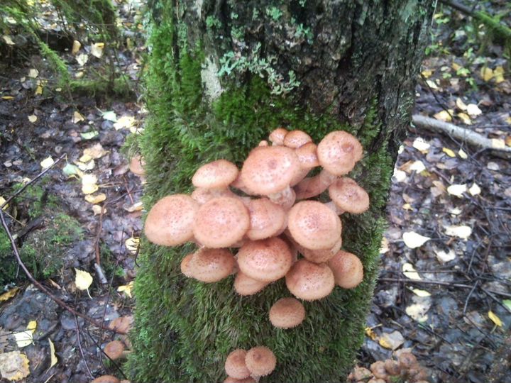 Участок 25 сот. (ИЖС)