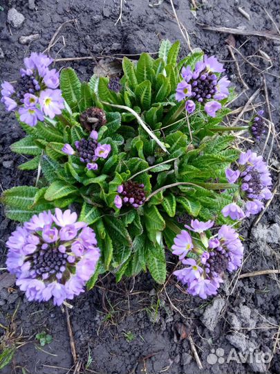 Первоцветы