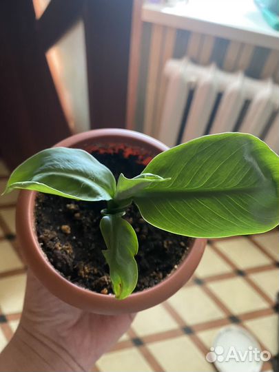 Спатифиллум сенсация детка