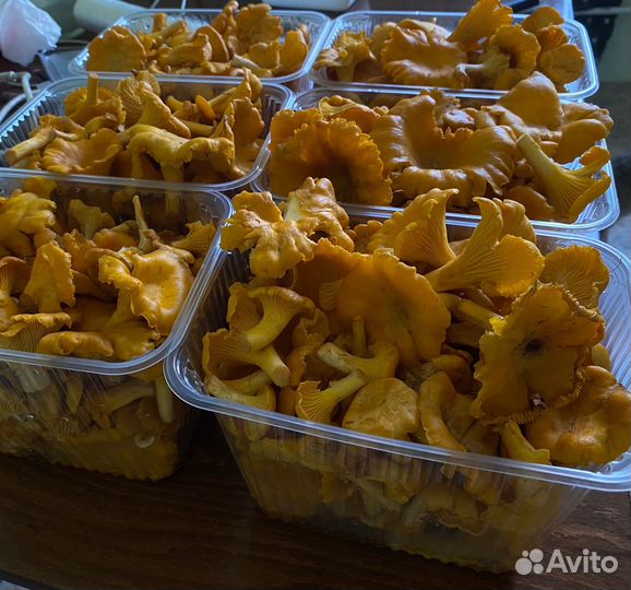 Лисички свежие