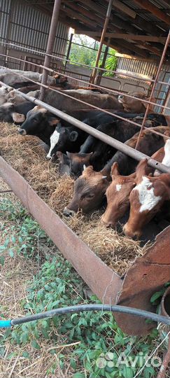 Бычки на откорм 28 голов
