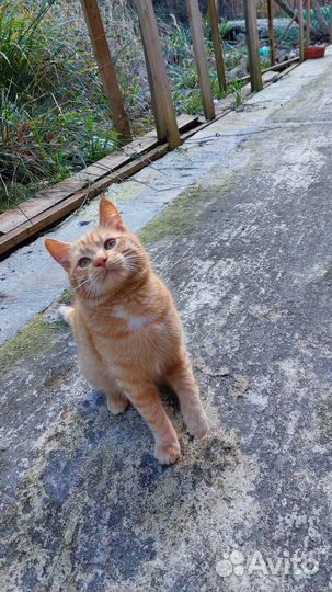 Рыжий котейка