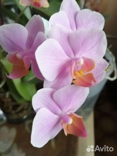 Орхидеи