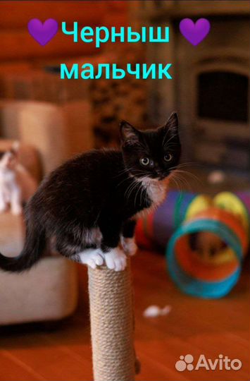 Котенок-спасеныш в очень добрые ручки