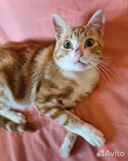 Ласковый мраморный рыжик ищет дом