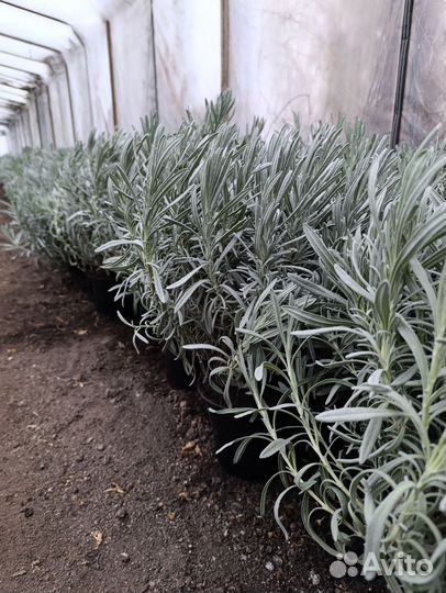 Лаванда в горшке