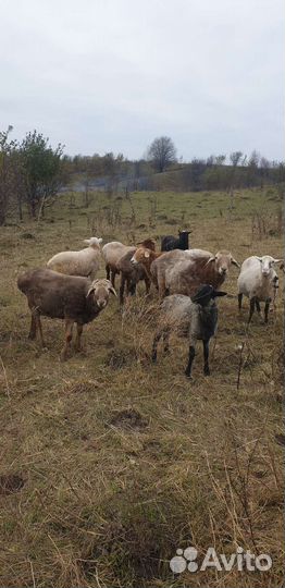 Курдючный баран, романовские овцы