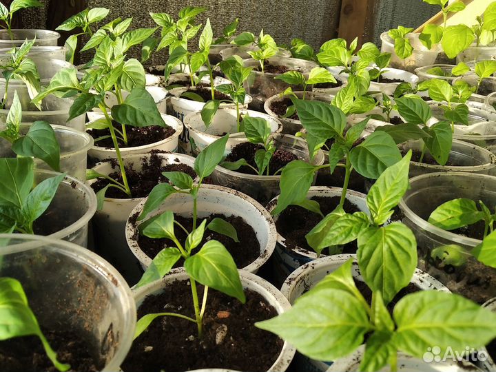 Продам рассаду перцев и баклажанов