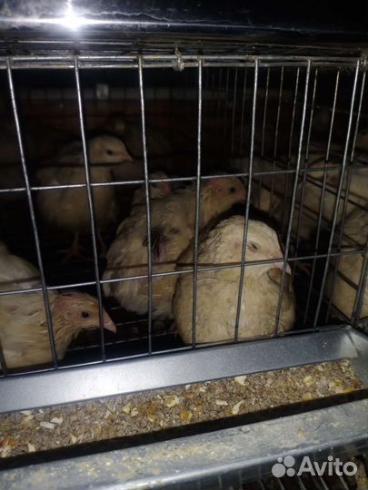 Яйца,мясо перепелиные