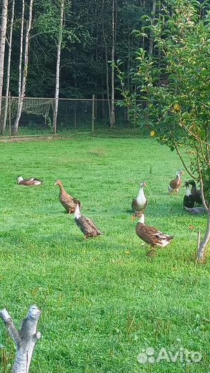 Утки молодые