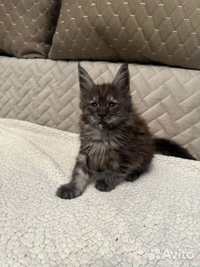 Котята мейн-кун