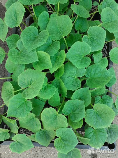 Рассада огурцов