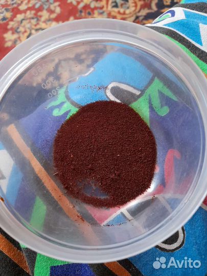 Семена глосиний