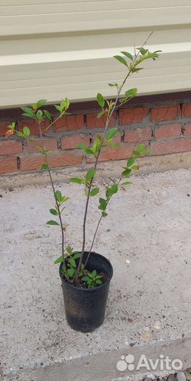 Черешня Уральская